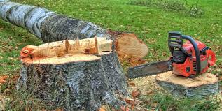 How Our Tree Care Process Works  in  Loma Linda, CA