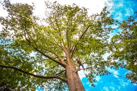 Best Seasonal Cleanup (Spring/Fall)  in Loma Linda, CA