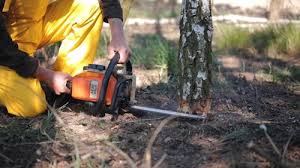 Best Lawn Maintenance Plans  in Loma Linda, CA