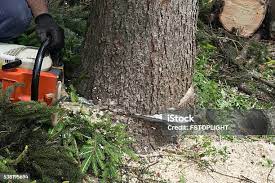 Best Tree Health Inspection  in Loma Linda, CA