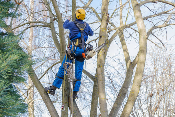 How Our Tree Care Process Works  in  Loma Linda, CA