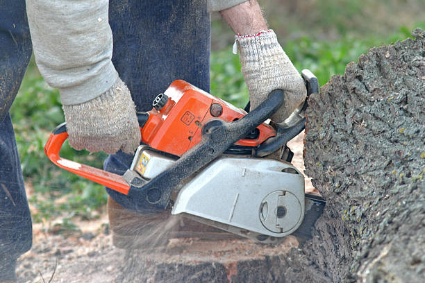 Lawn Maintenance Plans in Loma Linda, CA