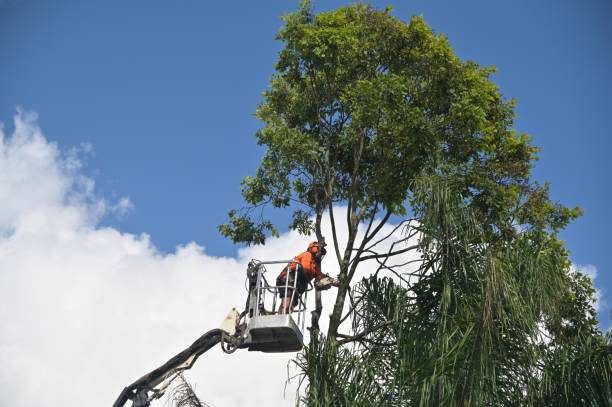 Best Palm Tree Trimming  in Loma Linda, CA