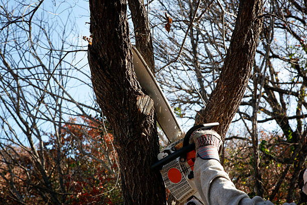 Best Emergency Tree Removal  in Loma Linda, CA