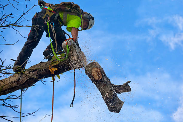 Best Soil Testing and Treatment  in Loma Linda, CA
